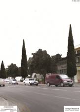 Lefkosia,Salaminos avenue with cypress and orange trees.